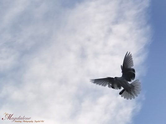Photo / φωτογραφία