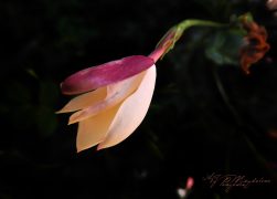 Photo / φωτογραφία
