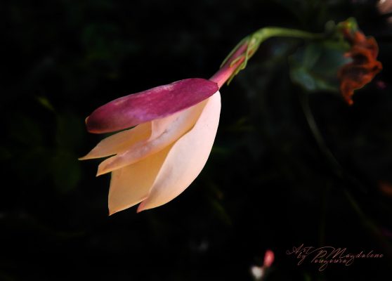 Photo / φωτογραφία